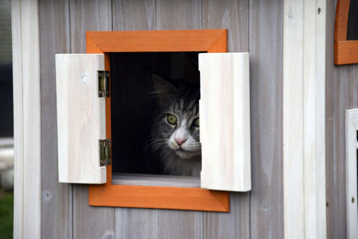 dobar Katzenhaus Fancy Cat